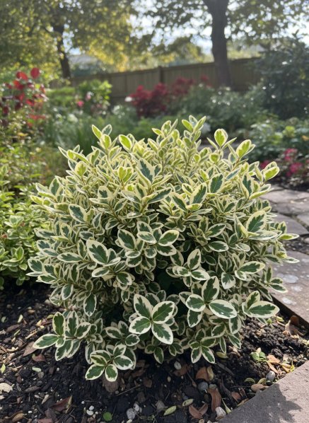 Brslen Fortuneův 'Emerald Gaiety'