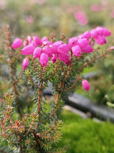 Vřesovec popelavý 'Rote Rosita'