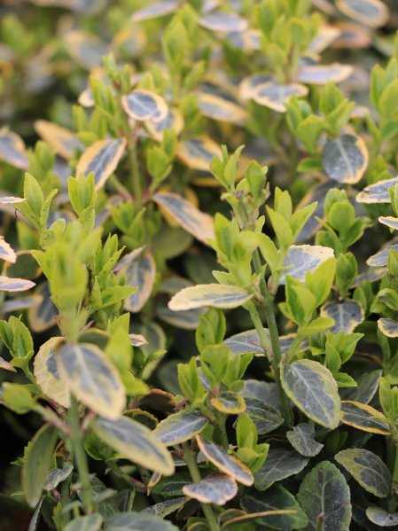 Brslen Fortuneův 'Emerald'n Gold'