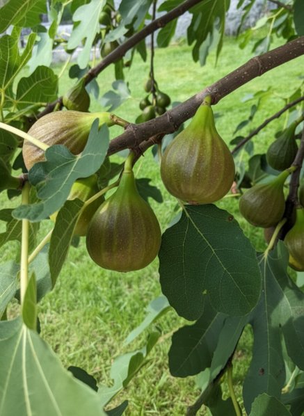 Fíkovník smokvoň ® 'Morena'®