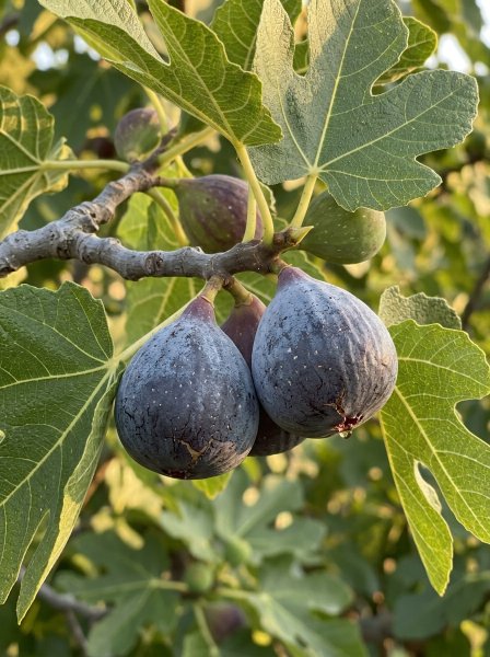 Fíkovník smokvoň 'Gustissimo® Morena®'