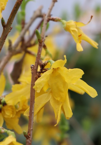 Zlatice prostřední 'Arnold Dwarf'