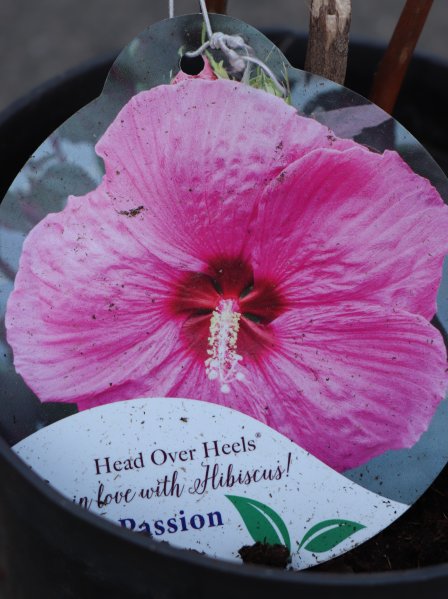 Ibišek bahenní ´Head Over Heels Passion´