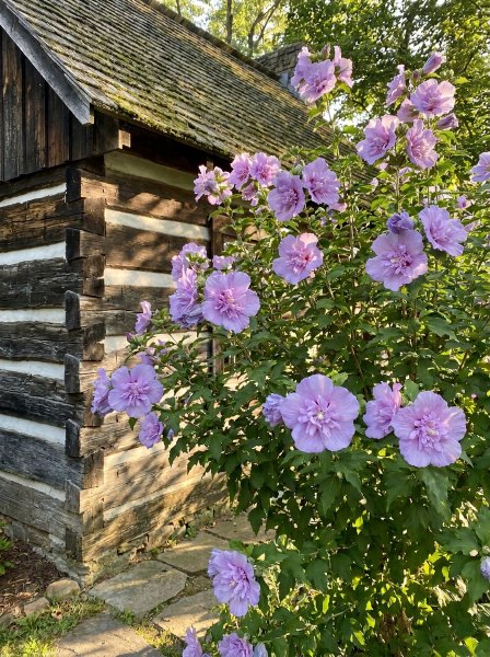 Ibišek syrský 'Lavender Chiffon'