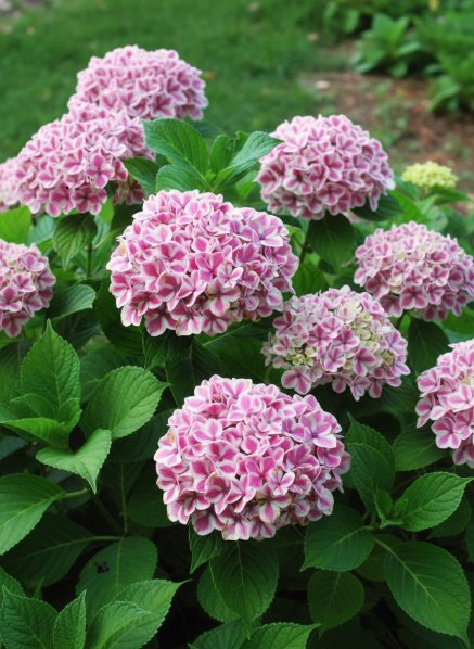 Hortenzie velkolistá 'Peppermint'