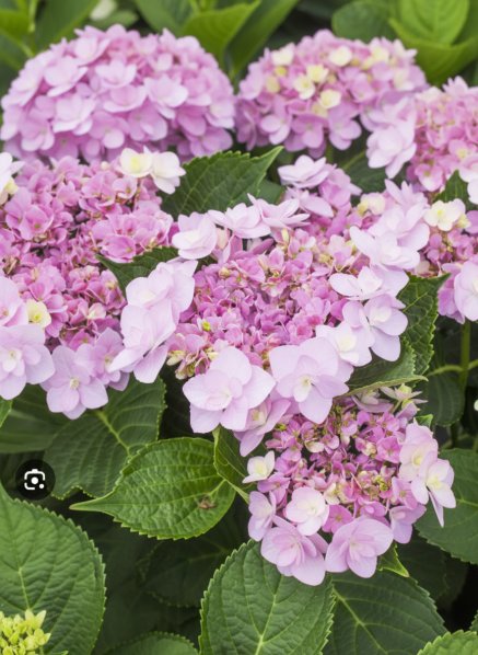 Hortenzie velkolistá 'You and Me® Forever'