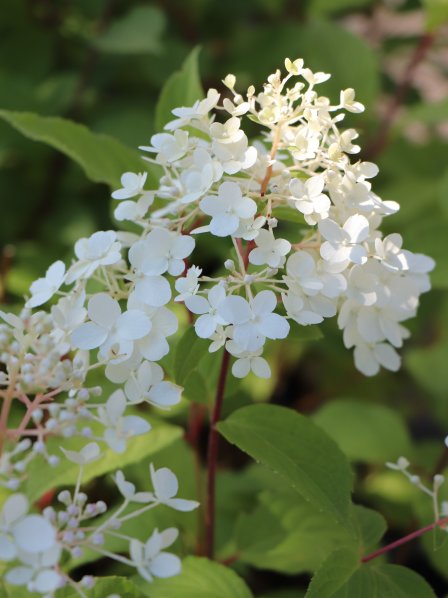 Hortenzie latnatá 'Diamant Rouge´