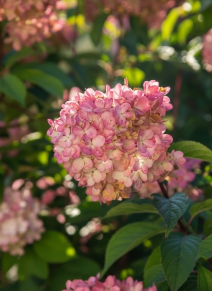 Hortenzie latnatá 'Petite Cherry'