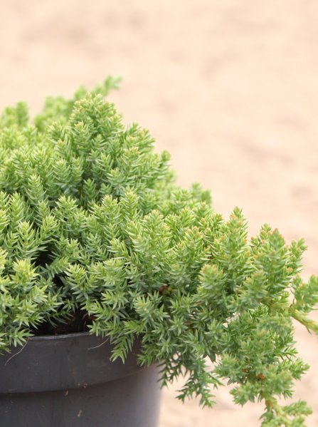 Jalovec položený 'Nana'