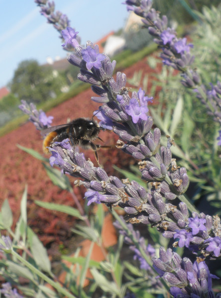 Levandule lékařská 'Grosso'