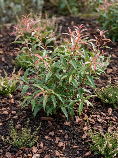 Leucothoe 'Halloween'