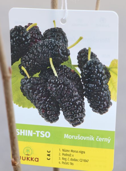 Moruše 'Shin-tso'
