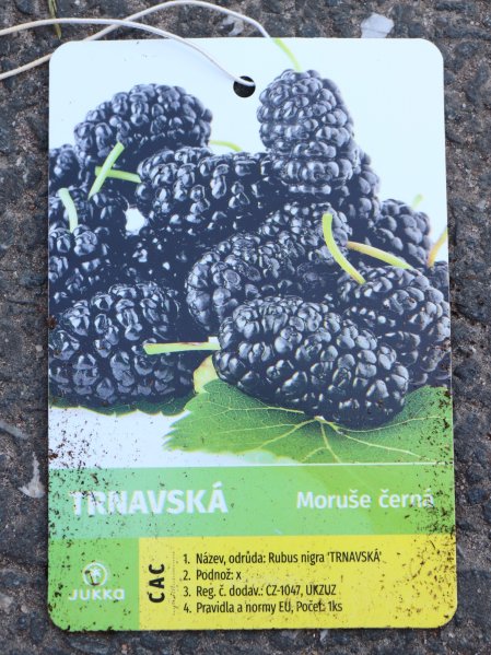 Moruše černá 'Trnavská'