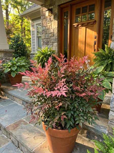 Nandina domácí 'Blush Pink' ®