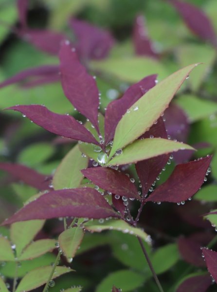 Nandina domácí 'Summer Sunset´®