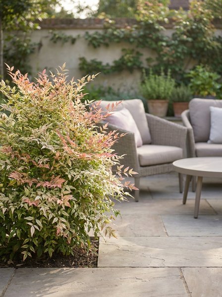 Nandina domácí 'Twilight' ®