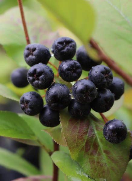 Jeřáb černoplodý Arónie 'Aron' - velkoplodý