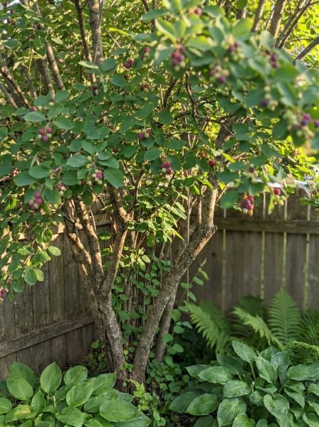 Muchovník olšolistý 'Honeywood'