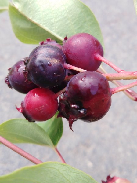 Muchovník olšolistý 'SMOKY´