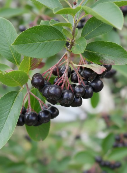 Jeřáb černoplodý Arónie 'Nero' - velkoplodý