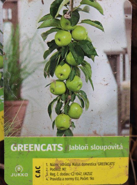 Jabloň 'Greencats' - sloupovitá, kontej.