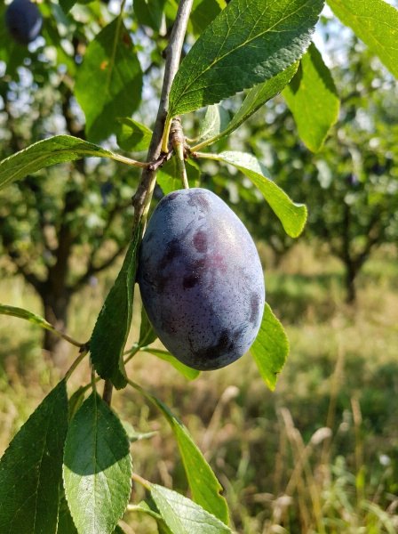 Švestka 'STANLEY'