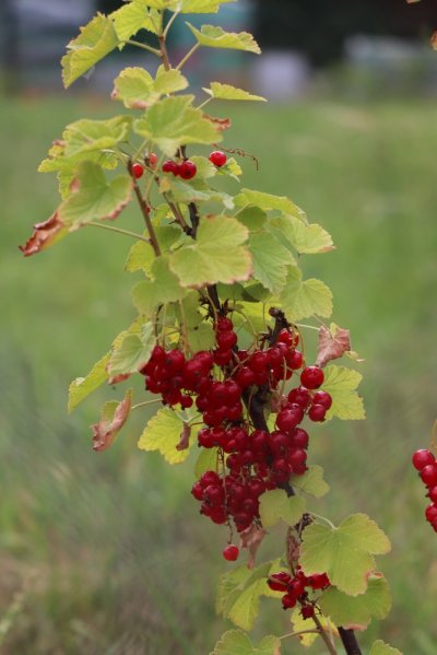 Rybíz červený 'Jonkheer van Tets'