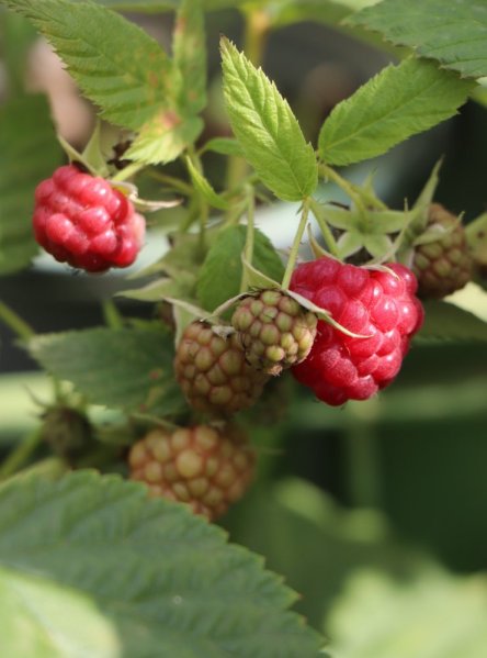 Maliník 'Autumn First'– stáleplodící