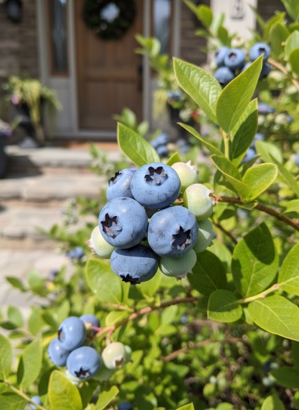 Kanadská borůvka 'Bluecrop'