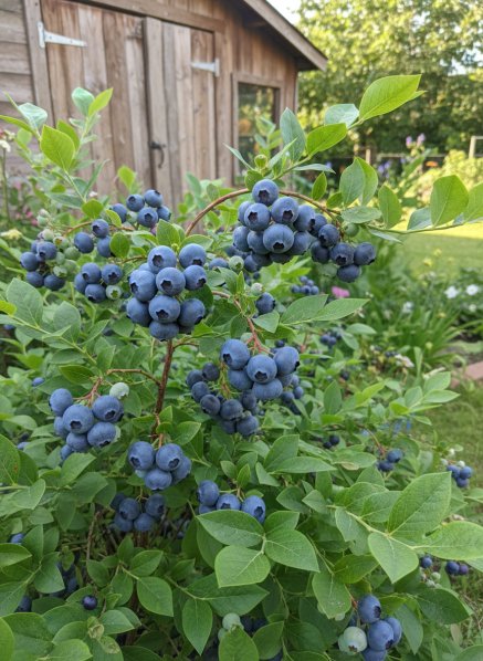 Kanadská borůvka 'Bluegold'