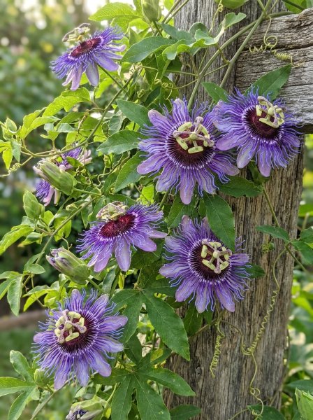 Mučenka 'Purple Haze'