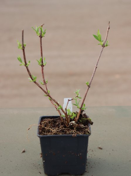 Pustoryl 'Little White Love'