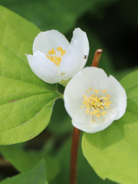 Pustoryl nevonný var. Grandiflorus
