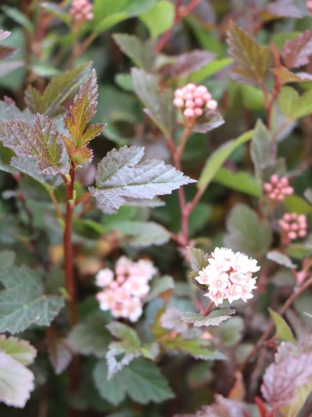 Tavola kalinolistá 'Little Devil'