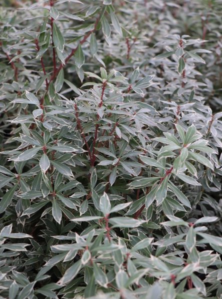 Pieris japonský 'Little Heath' - zakrslý