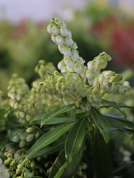 Pieris japonský 'Sarabande'