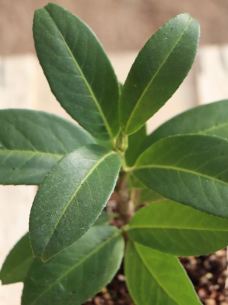 Bobkovišeň lékařská 'Mount Vernon'