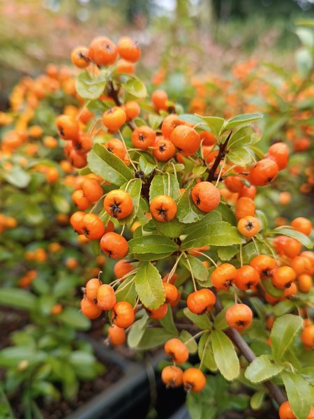 Hlohyně šarlatová 'Saphyr® Orange'
