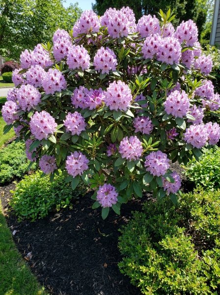 Rododendron 'Blue Peter'