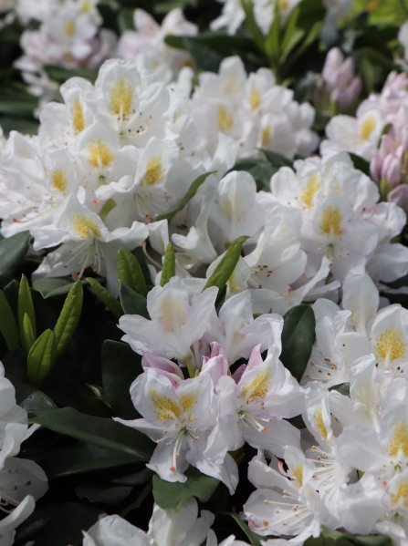 Rododendron 'Madame Masson'