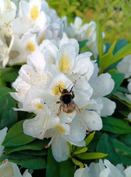 Rododendron 'Madame Masson'