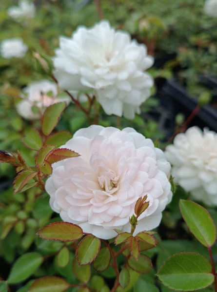 Růže půdokryvná 'Sea Foam'