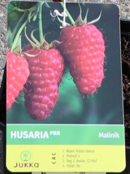 Malina kontejnerovaná 'Husaria'®