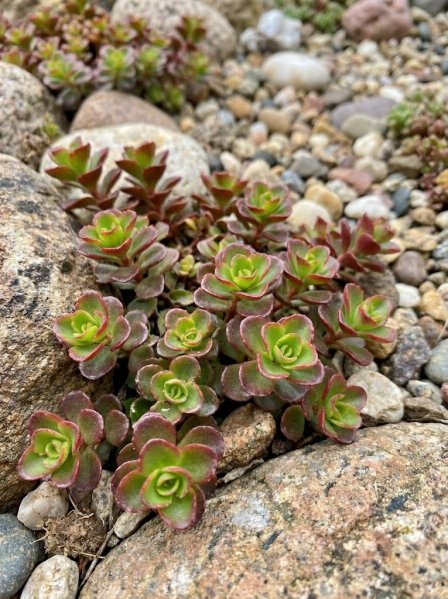 Rozchodník 'Spot on Deep Rose'