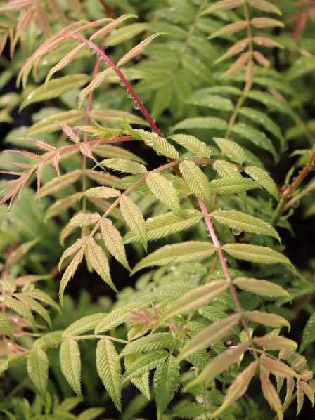 Tavolníkovec jeřábolistý 'Sem'®