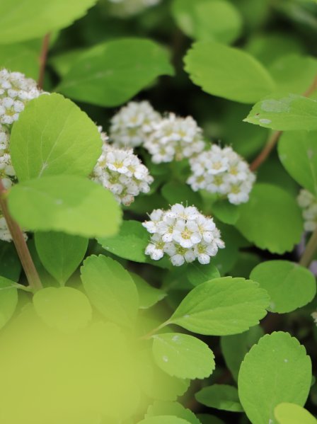 Tavolník břízolistý 'Tor Gold'