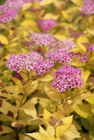 Tavolník japonský 'Golden Princess'