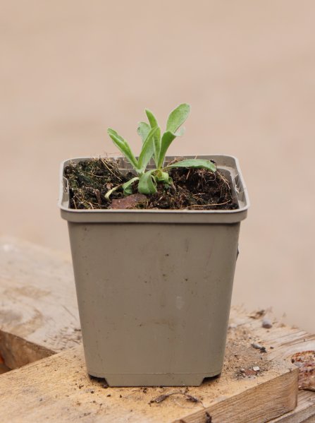 Hvězdnice alpská ´Happy End´