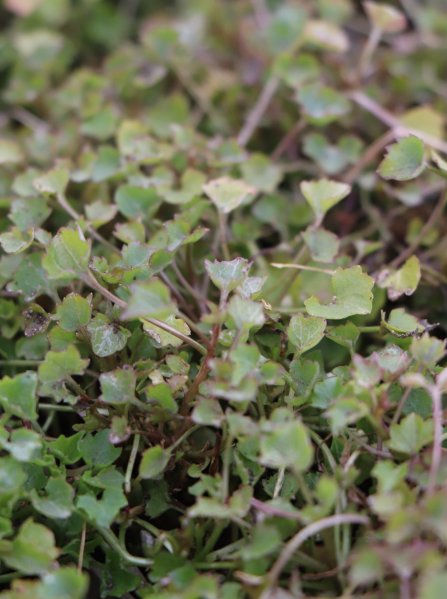 Zvonek dalmatský 'Clockwise D. Blue'