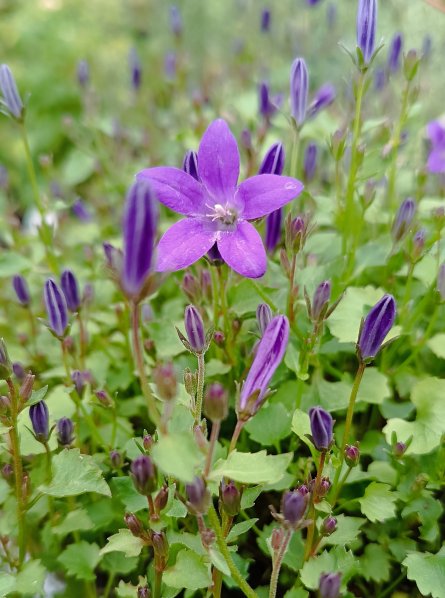 Zvonek dalmatský 'Clockwise D. Blue'
